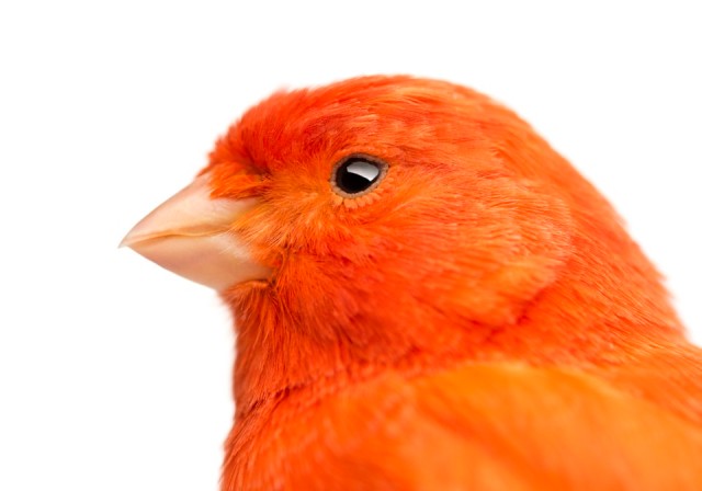 Close-up of a Red canary, Serinus canaria
